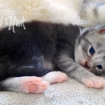 chaton Maine coon 1 (pour le moment) les cimes d'Urok