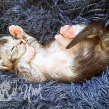 chaton Maine coon brown ticked tabby & blanc Arthas les cimes d'Urok