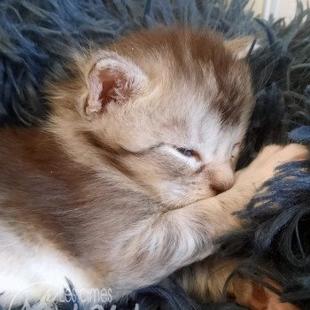 chaton Maine coon brown ticked tabby & blanc Arthas les cimes d'Urok