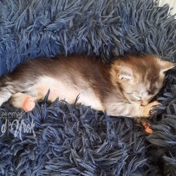 chaton Maine coon brown ticked tabby & blanc Arthas les cimes d'Urok