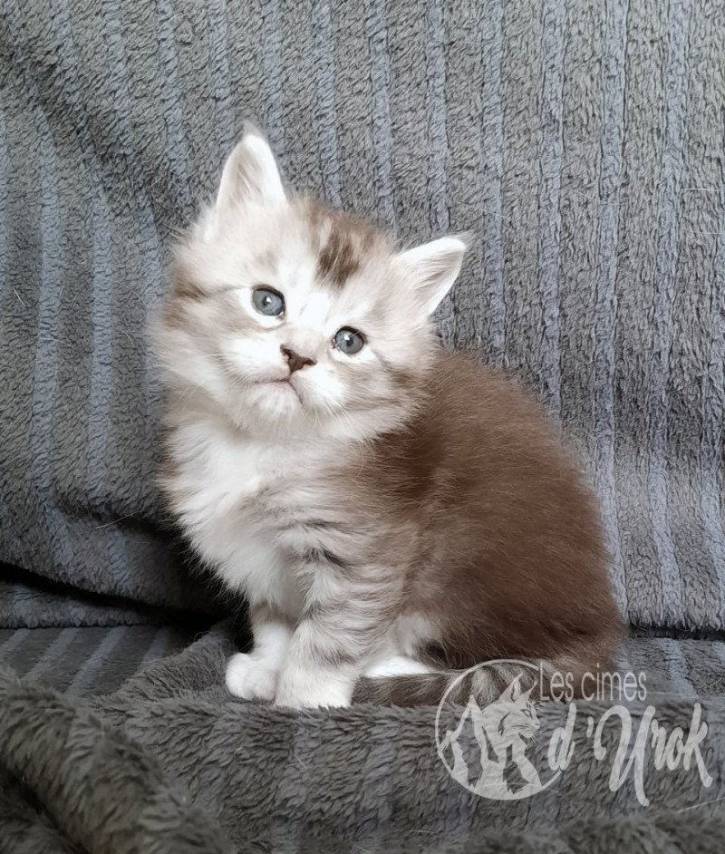 Arthas des cimes d'Urok Mâle Maine coon