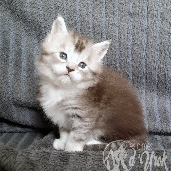 chaton Maine coon brown ticked tabby & blanc Arthas les cimes d'Urok