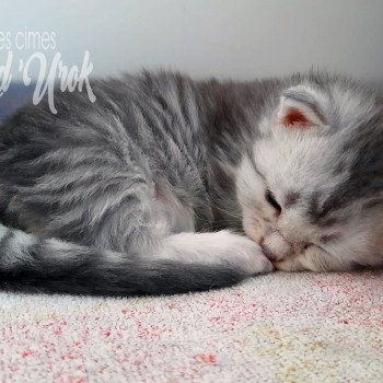 chaton Maine coon 3 (pour le moment) les cimes d'Urok