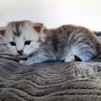 chaton Maine coon brown mackerel tabby & blanc Aleria les cimes d'Urok
