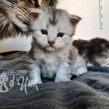 chaton Maine coon brown mackerel tabby & blanc Aleria les cimes d'Urok