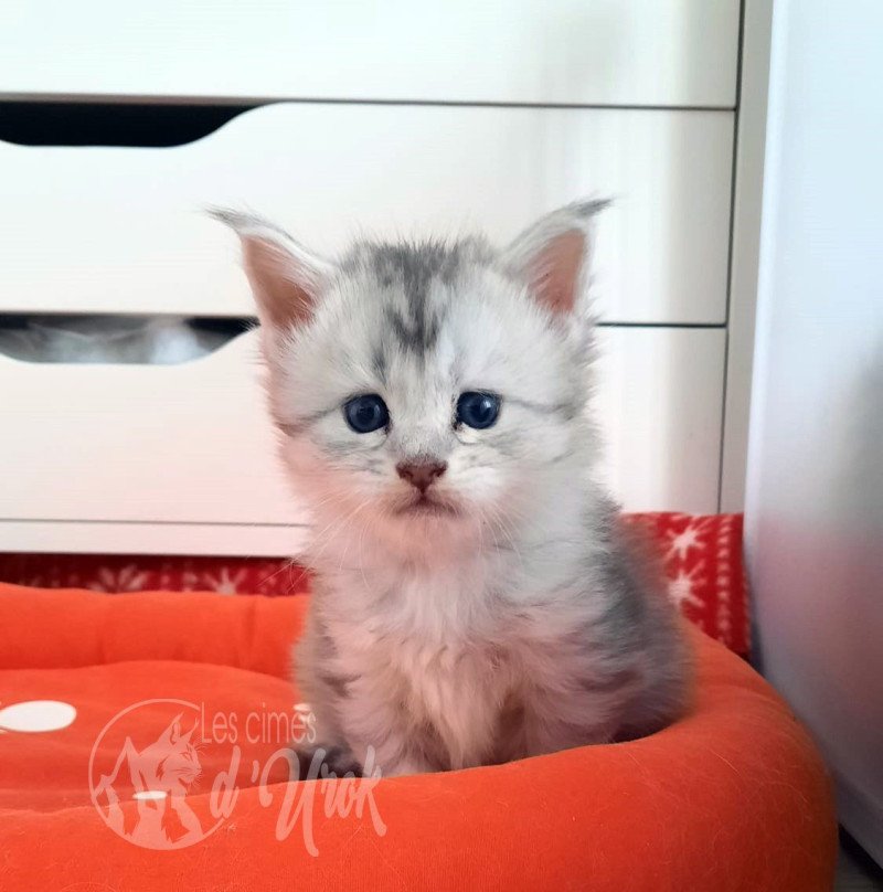 Alleria des cimes d'Urok Femelle Maine coon