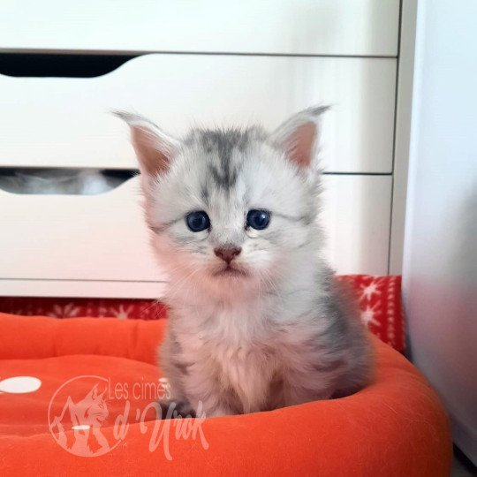 Alleria des cimes d'Urok Femelle Maine coon
