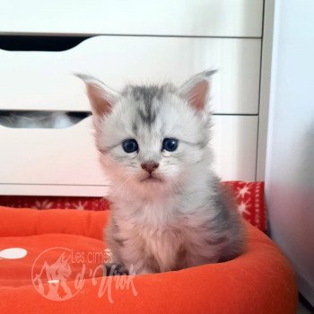 chaton Maine coon brown mackerel tabby & blanc Alleria les cimes d'Urok