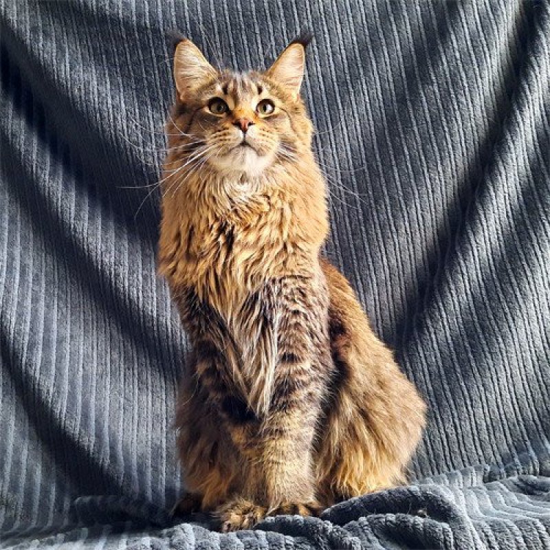 Baron von Altmahd Mâle Maine coon