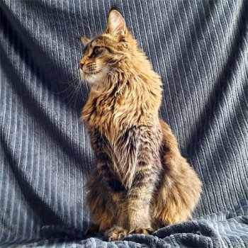 chat Maine coon brown ticked tabby Baron les cimes d'Urok