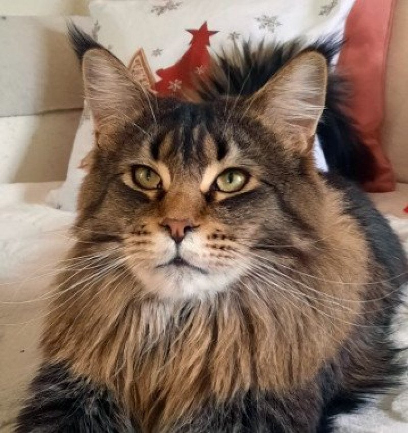 Baron von Altmahd Mâle Maine coon