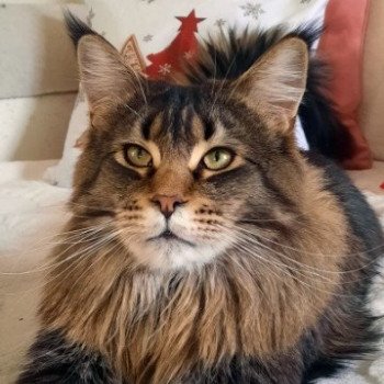 Baron von Altmahd Mâle Maine coon