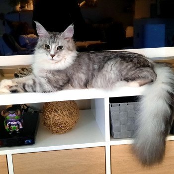 chat Maine coon brown mackerel tabby & blanc Femme Fatal les cimes d'Urok