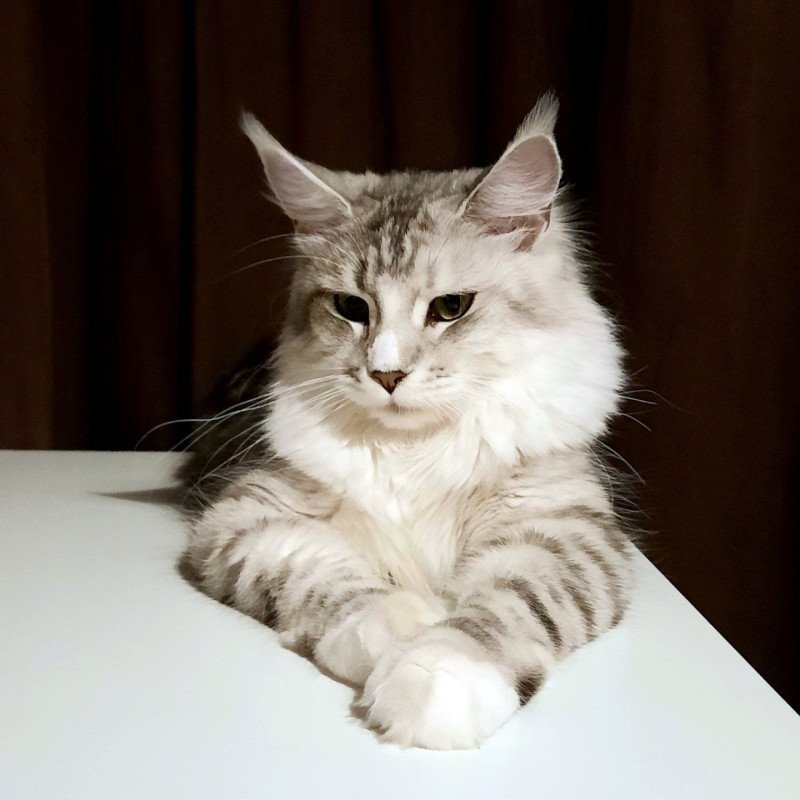 Femme Fatale Imperial Family Femelle Maine coon