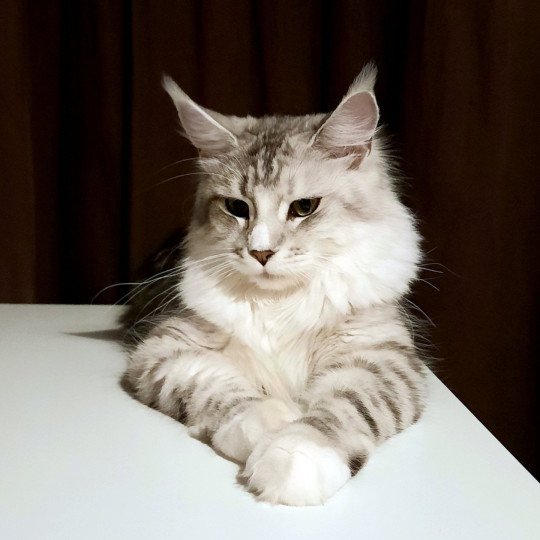 Femme Fatale Imperial Family Femelle Maine coon