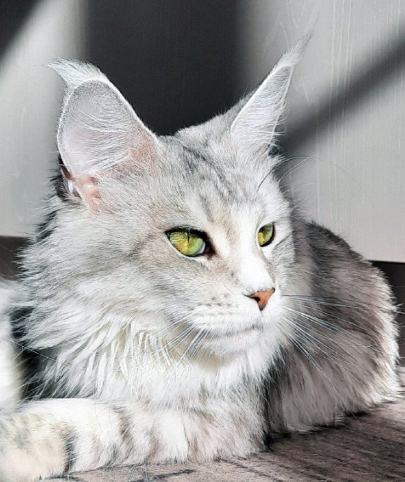 Femme Fatale Imperial Family Femelle Maine coon