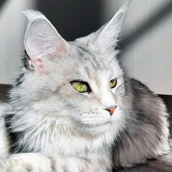 Femme Fatale Imperial Family Femelle Maine coon